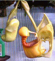 Coryanthes Orchid