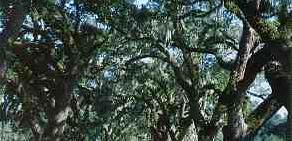 Druids, wise men of the oak