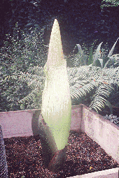 The Titan Arum or Corpse Flower. The biggest
                      flower in the world!
